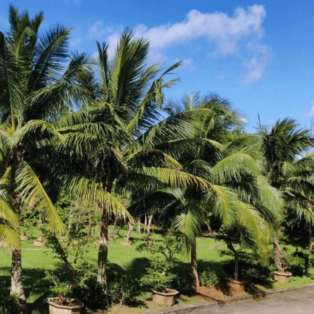 YEETREE椰奶低溫冷壓榨工藝，保留完整的天然風味 - YEETREE COCONUT